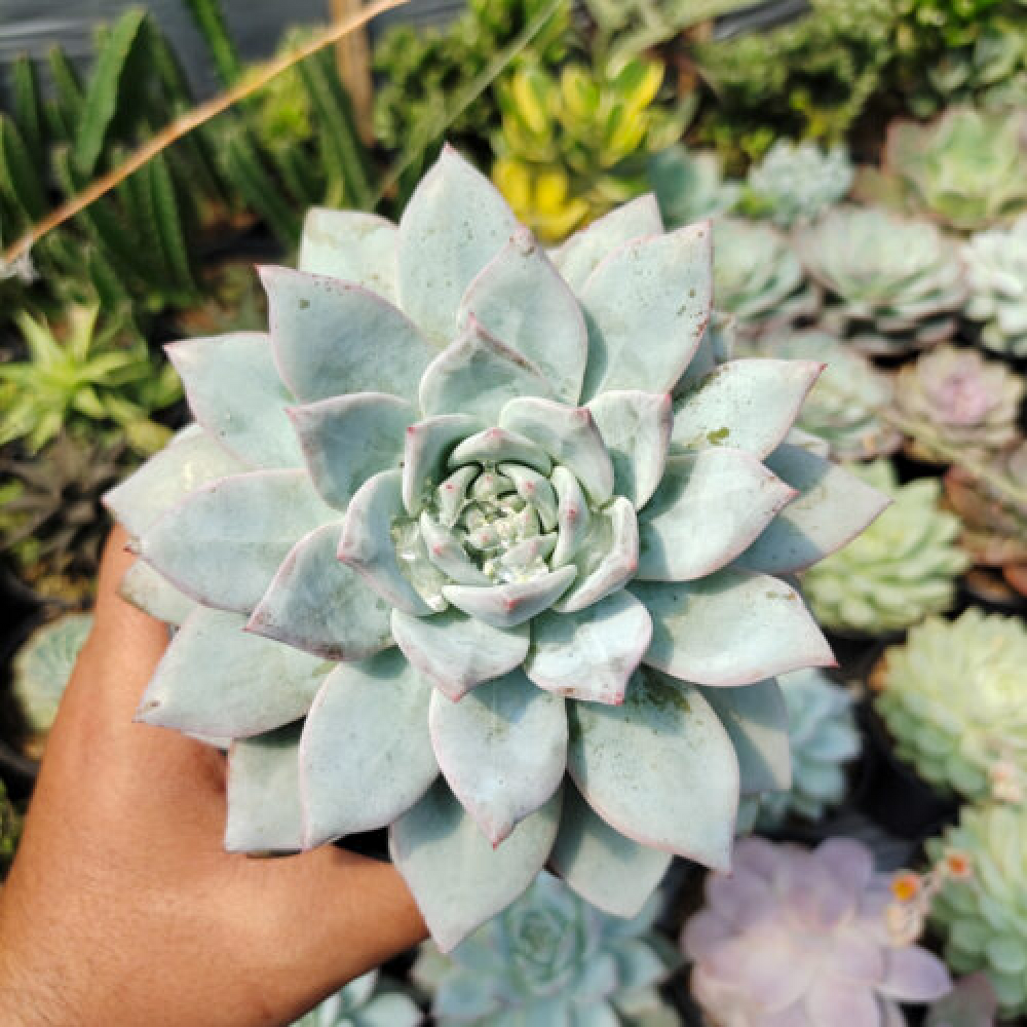 Echeveria big lotus Succulent Plant