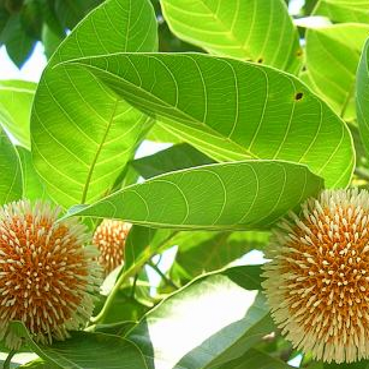 Kadamba Tree of Satabisha Nakshatra Plant