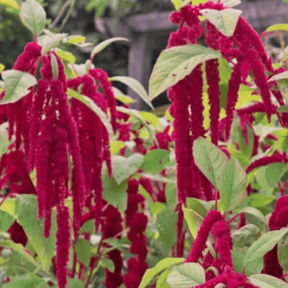 Amaranthus Caudatus Plant