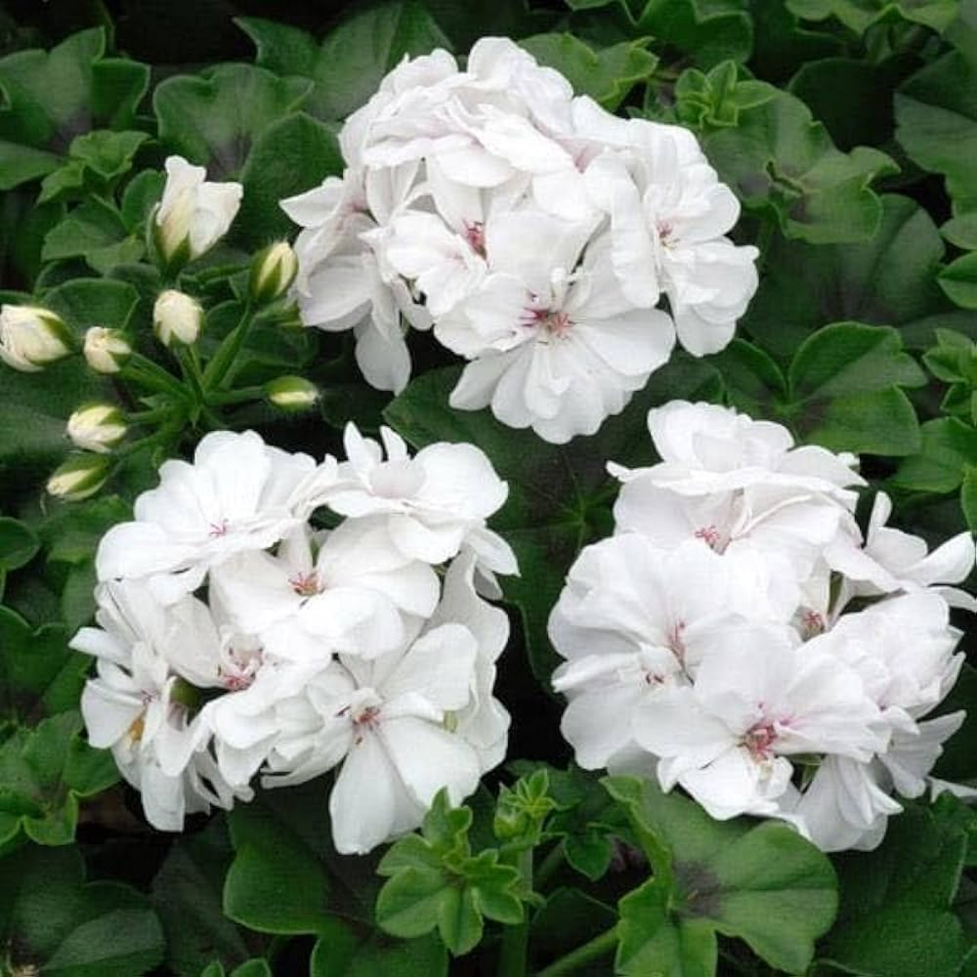 Geranium Ivy, Geranium (White) Plant