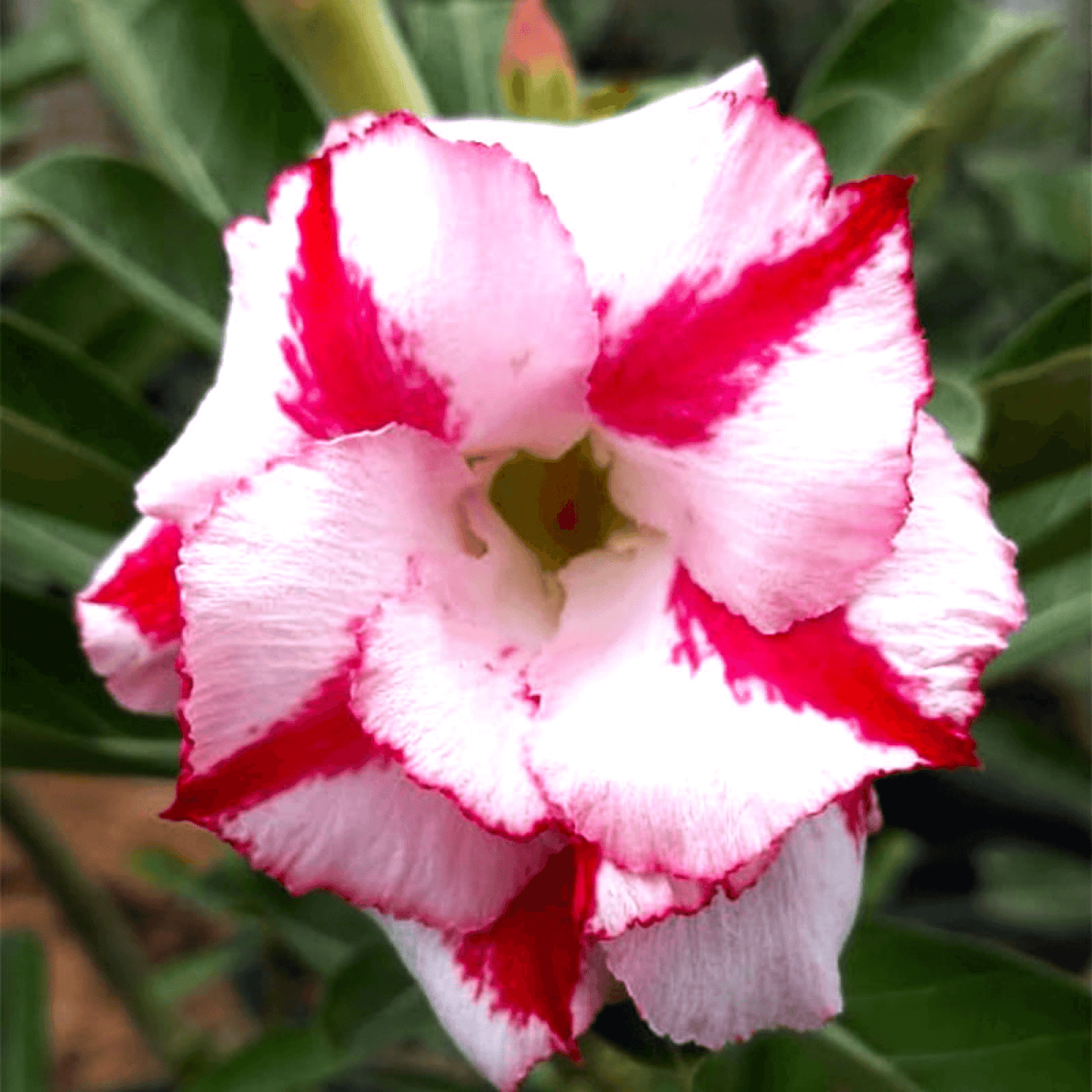 Adenium Plant, Desert Rose (Pink Double) - Plant