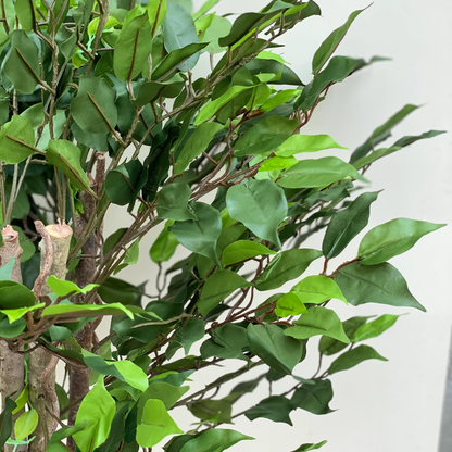 Ficus Multiroots 190cm Plant