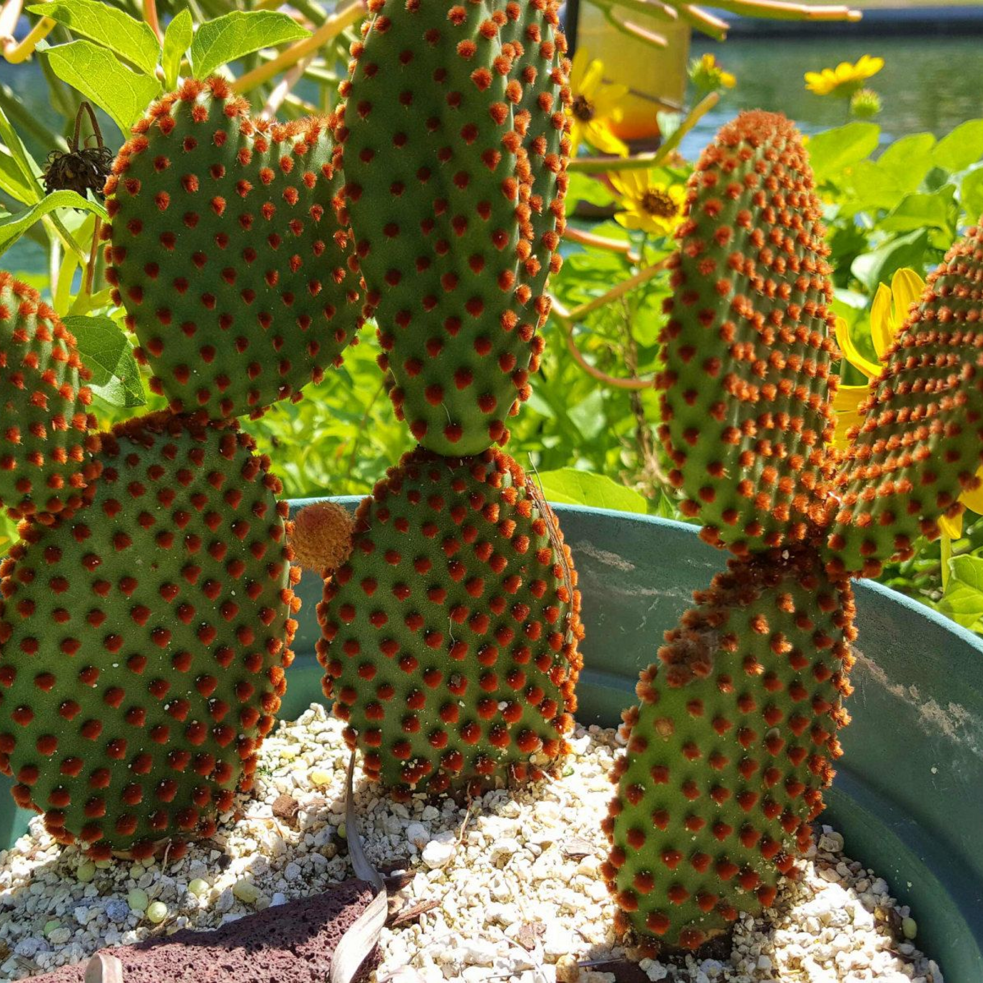 Red Bunny Cactus Opuntia Cactus Plant