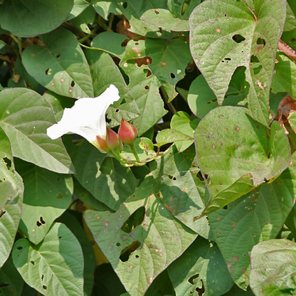 Ipomoea turpethum Plant