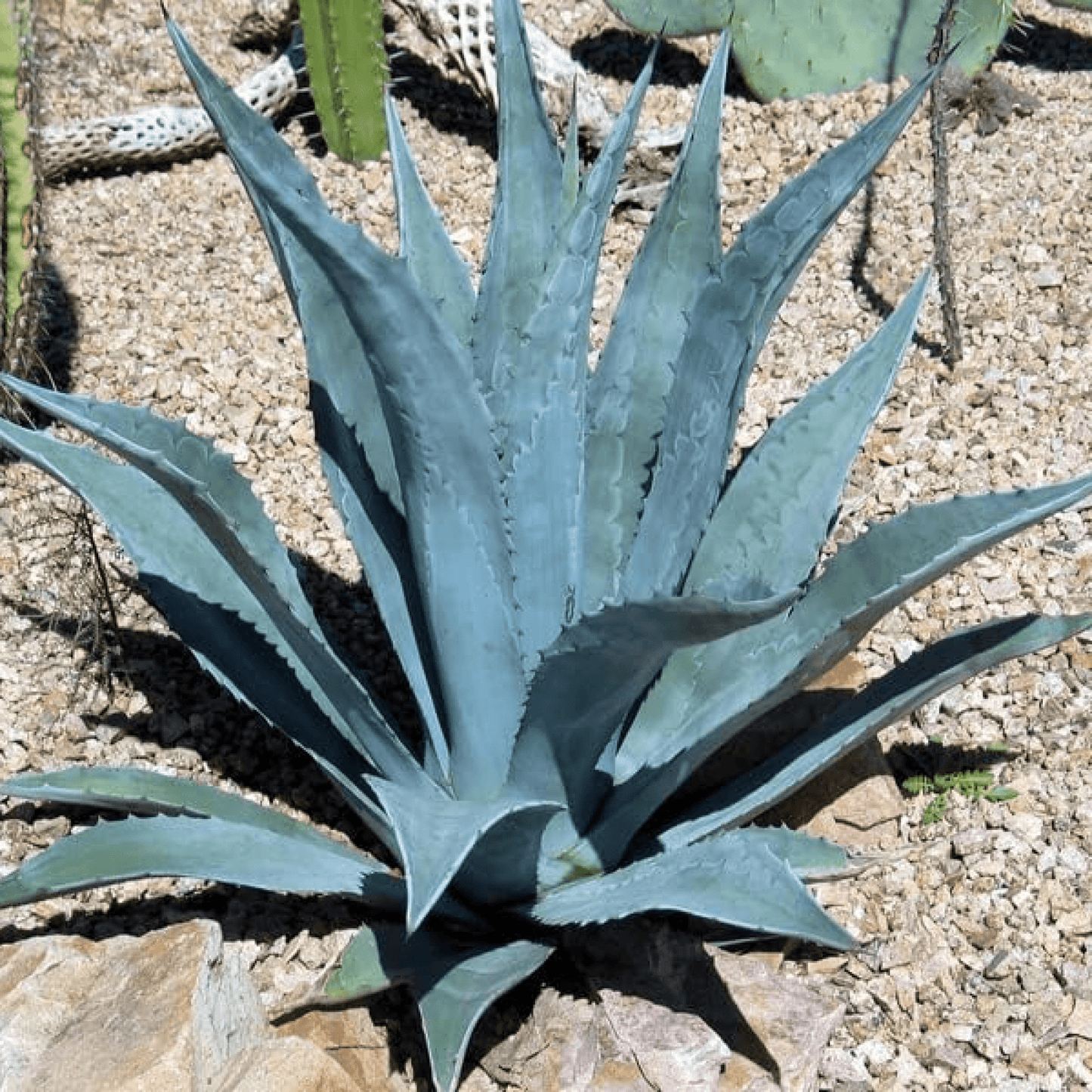 Agave Americana Succulent Plant