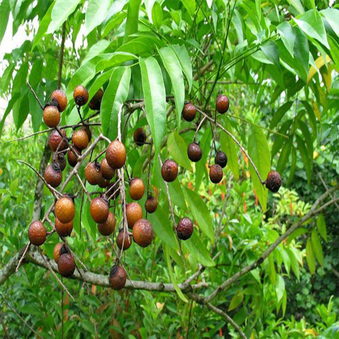 Rudraksha Tree - Plant