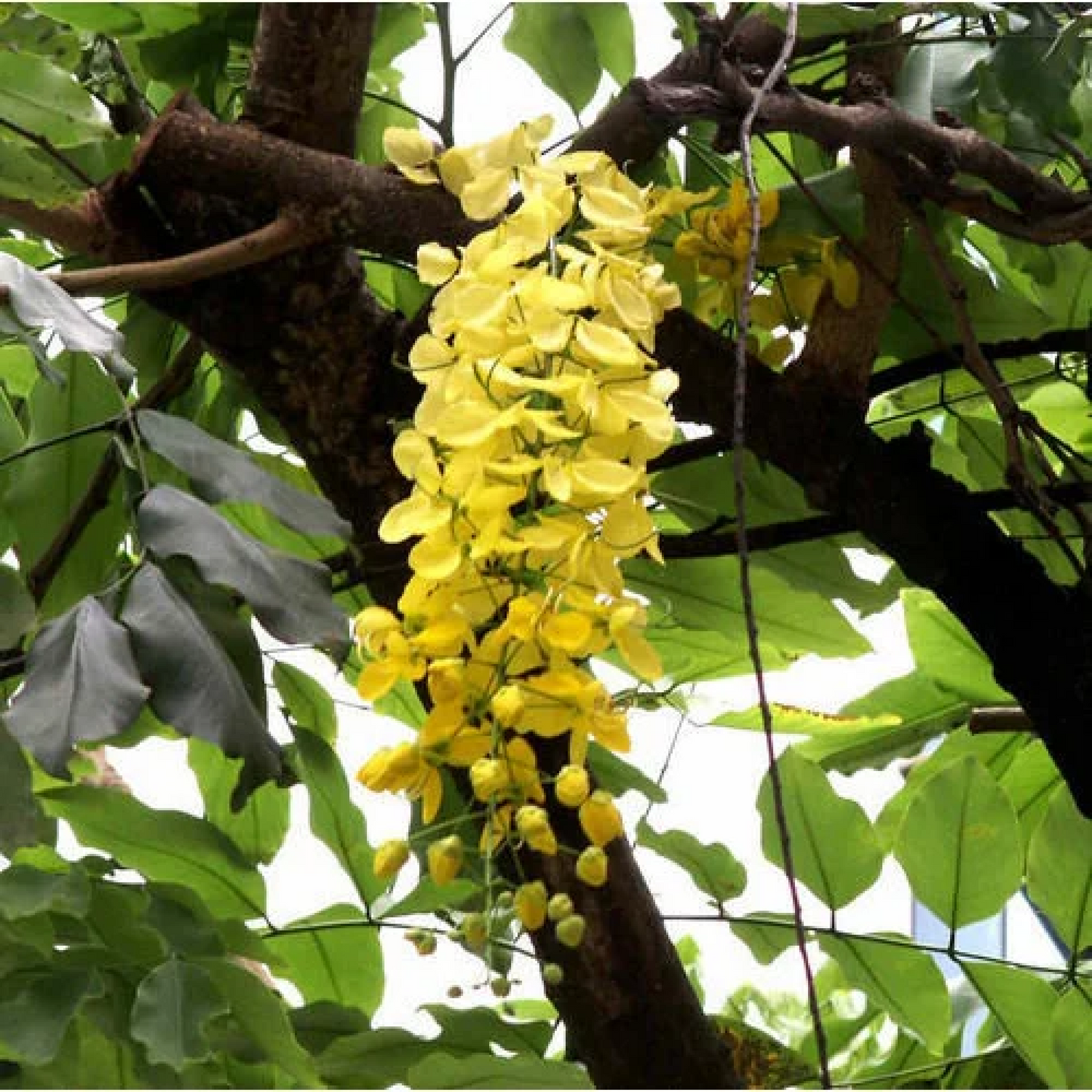 Acacia Ferruginea Plant