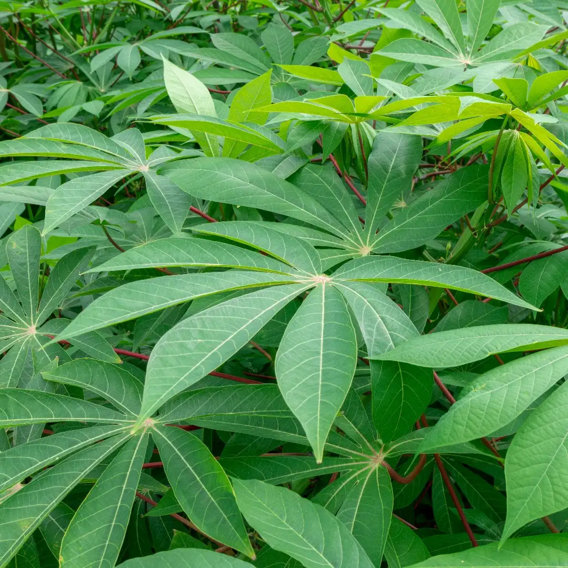 Manihot Esculanta Cassava Plant