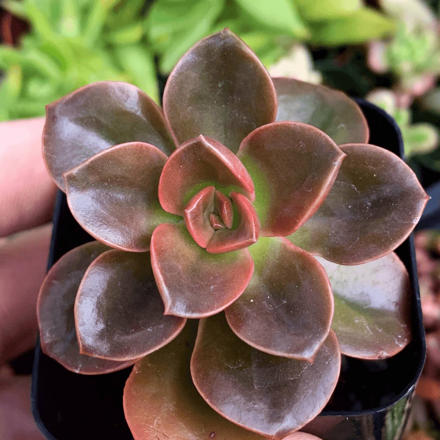 Echeveria Melaco Succulent Plant