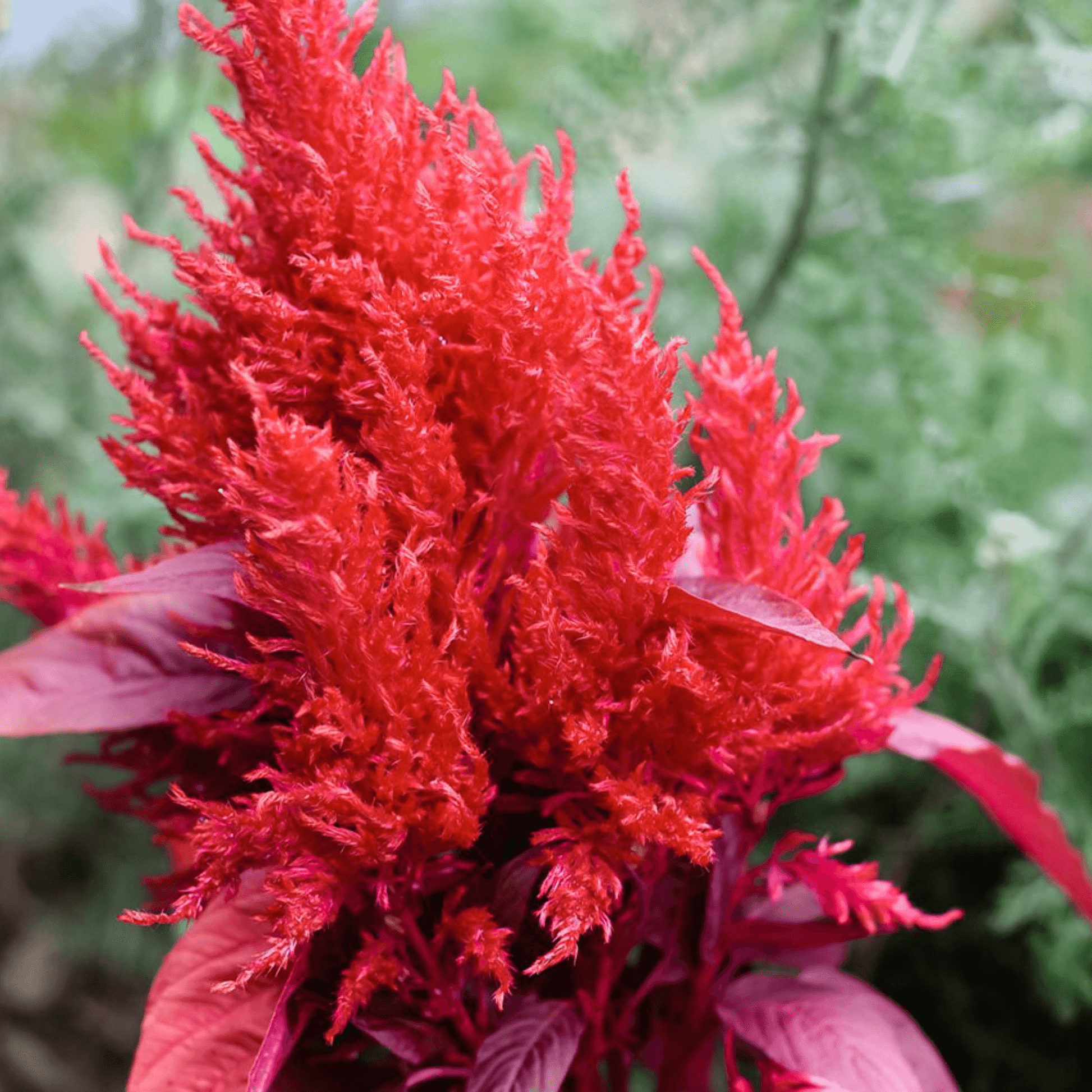 Celosia (Red) Plant