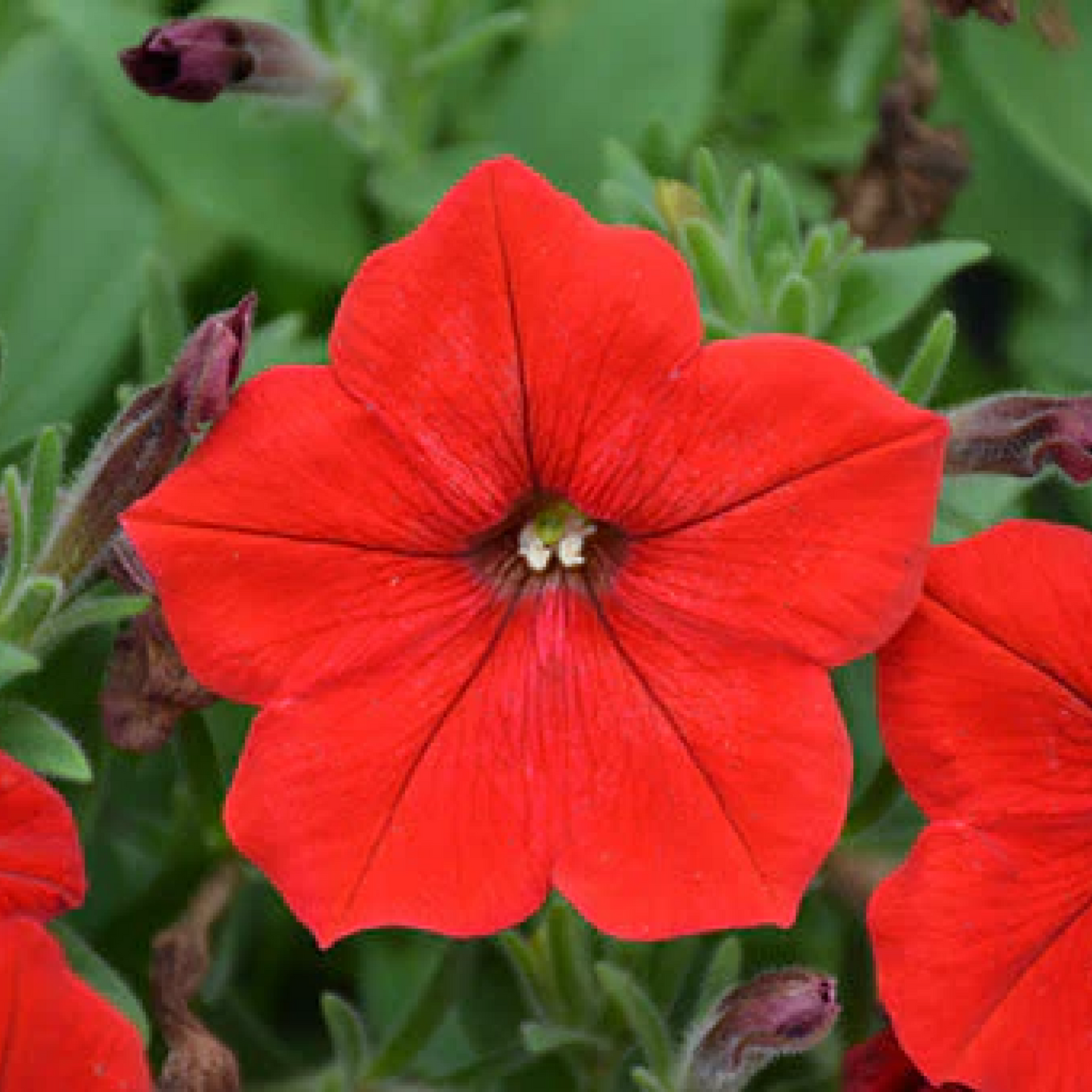 Petunia (Red) Plant 