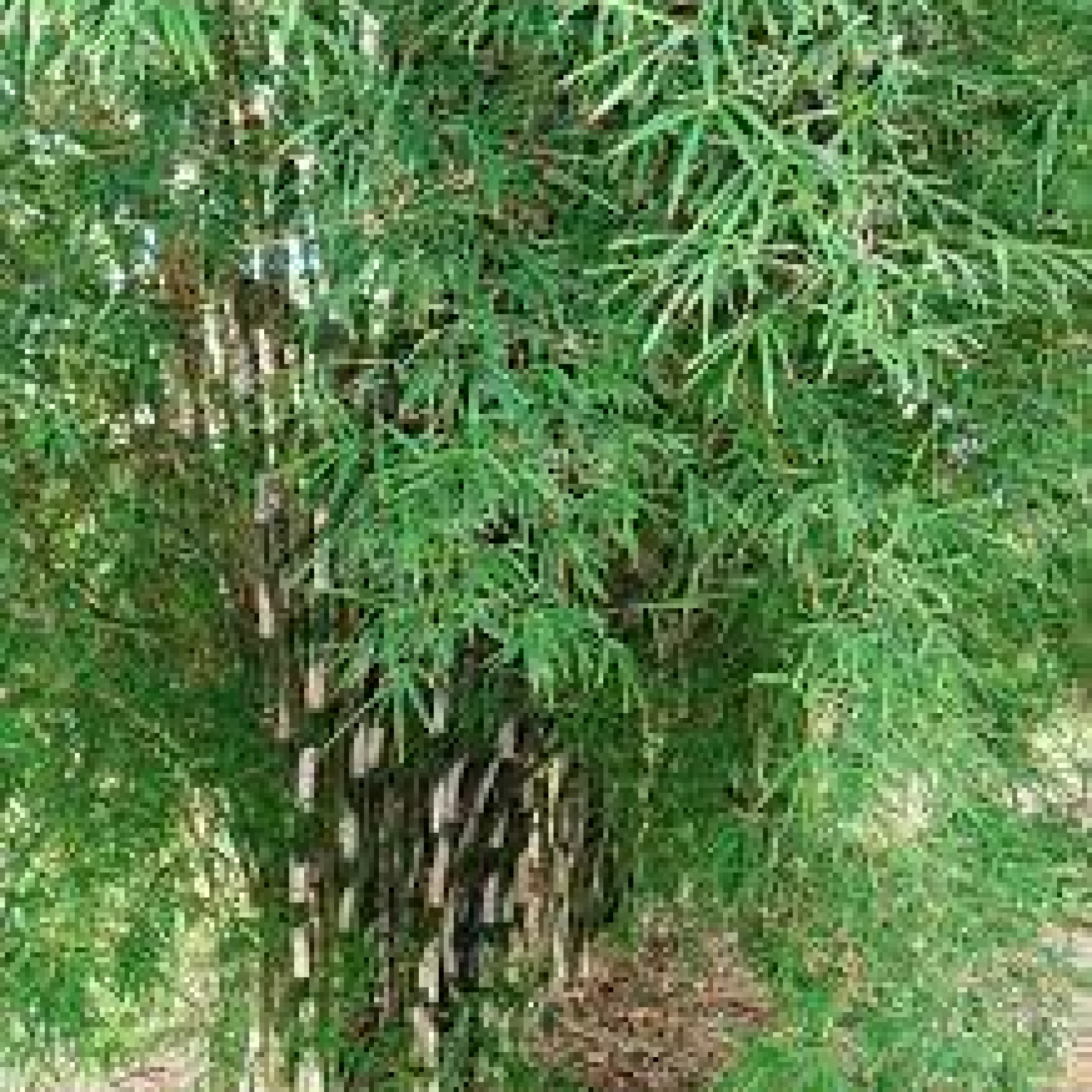 Thai Monastery Bamboo Plant