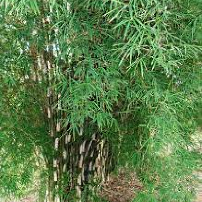 Thai Monastery Bamboo - Plant