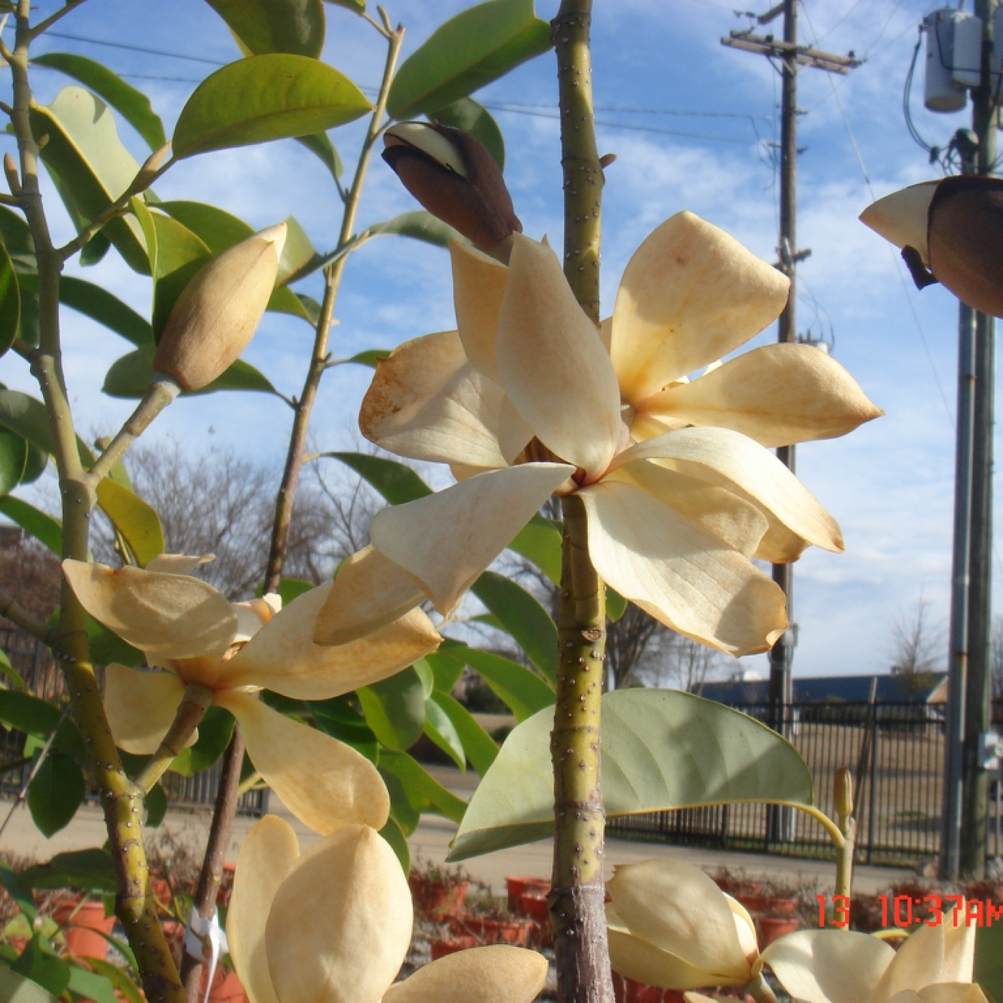 Magnolia humilis Plant