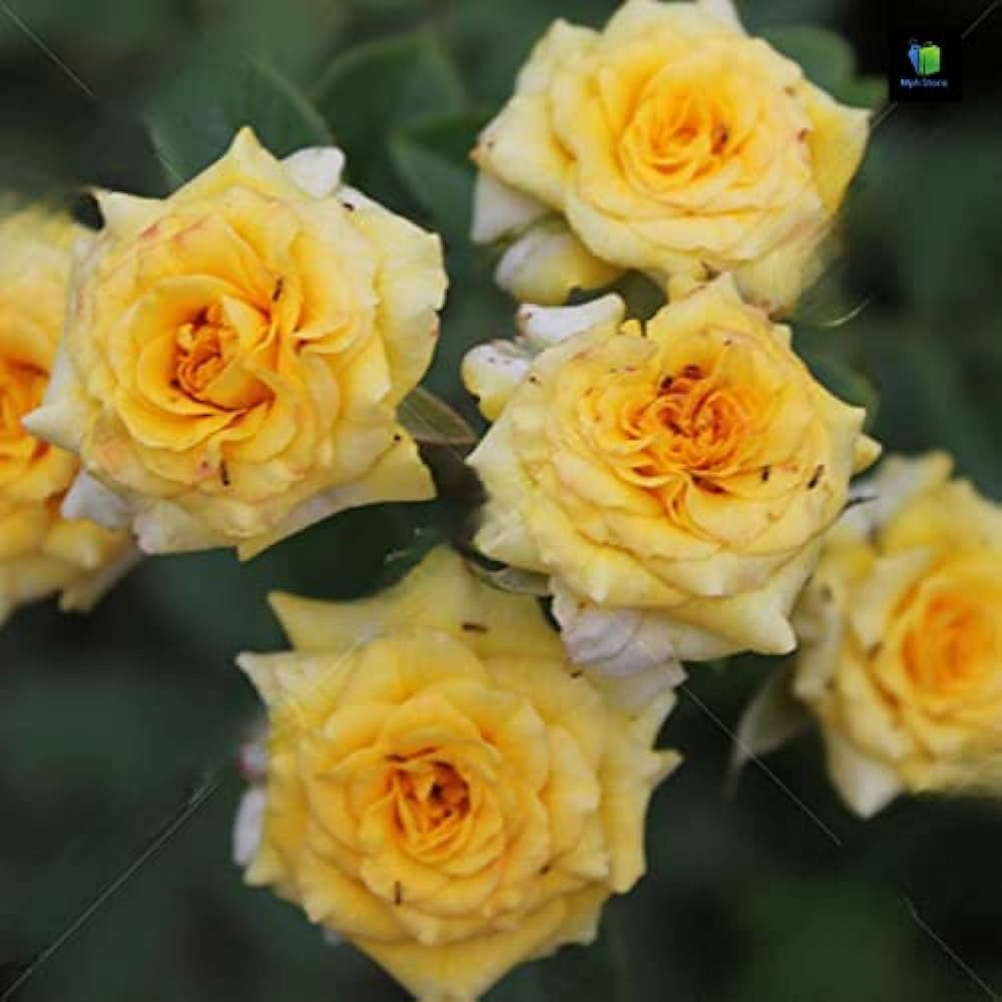 Miniature Button Rose (Yellow) Plant