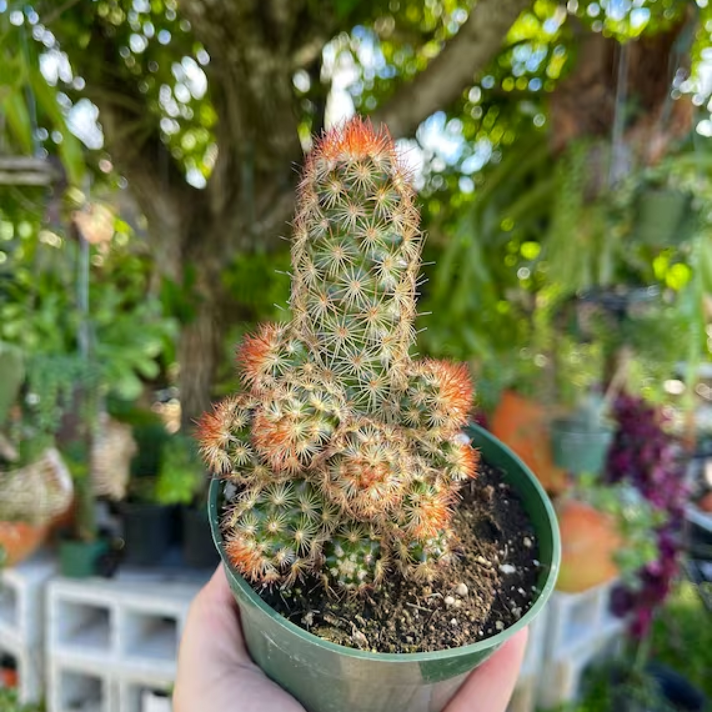 Mammilaria elongata Copper Cactus Plant