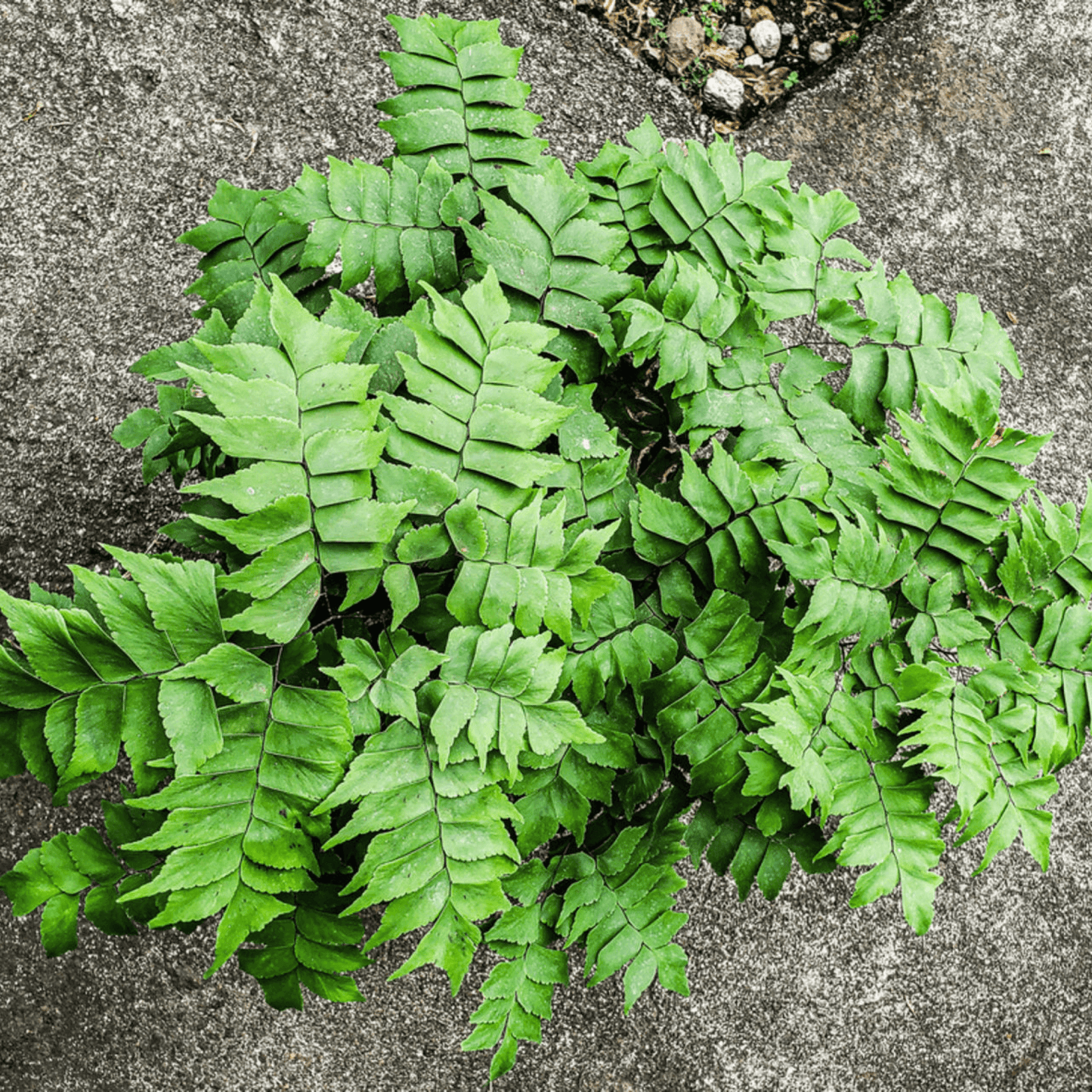 Adiantum Trapeziforme Plant