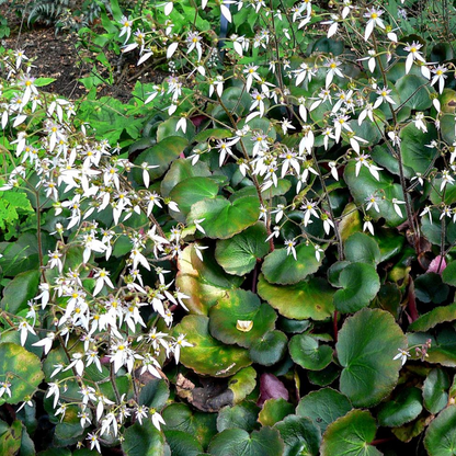Saxifraga stolonifera Plant