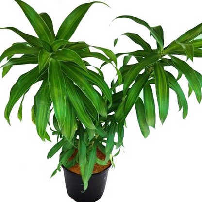 Pleomele Song of India (Green) Plant
