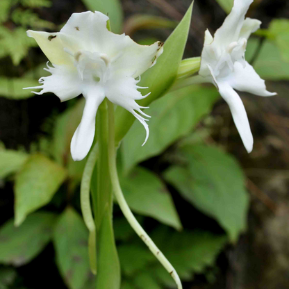 Habenaria Susnannae Plant
