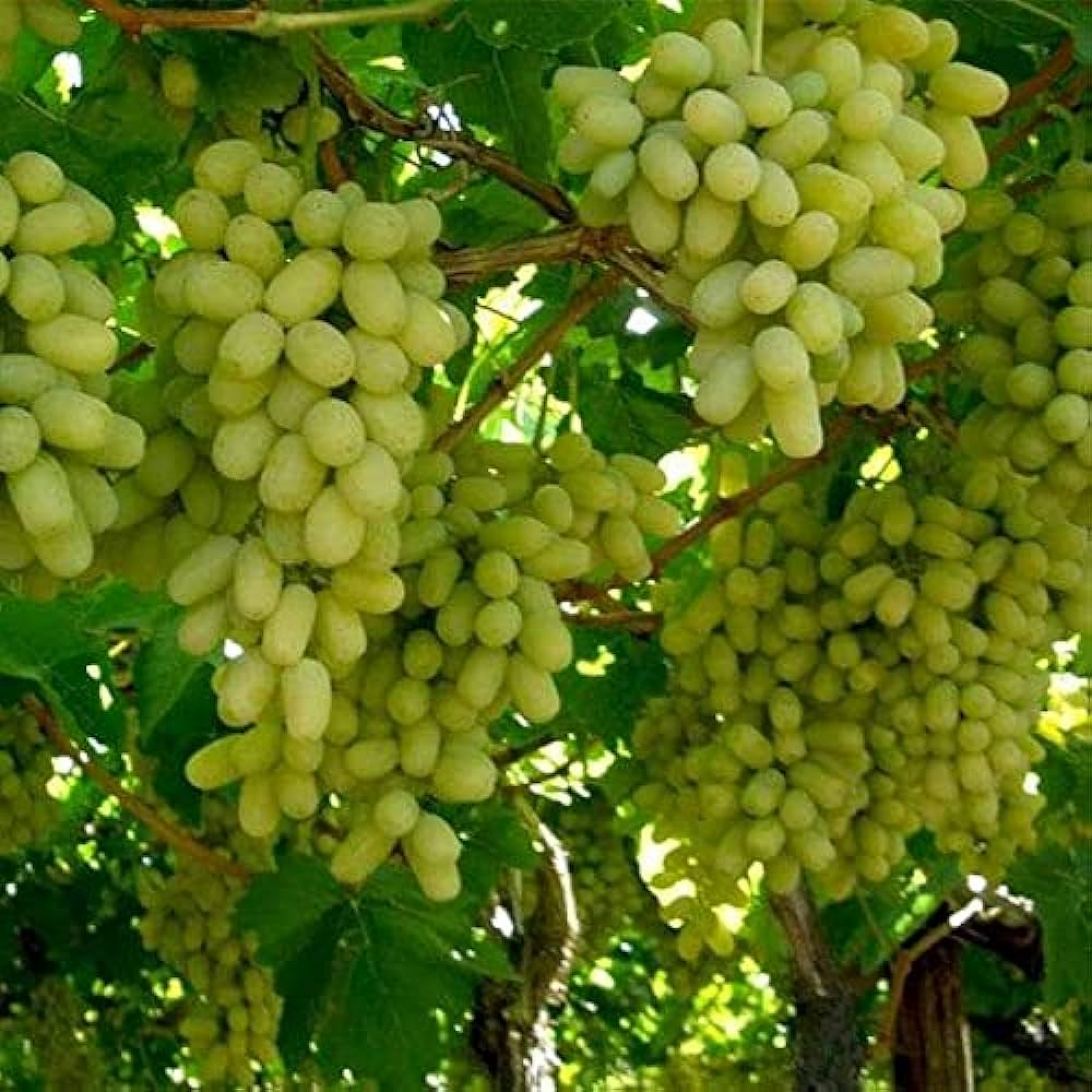 Grape Angoor (Seedless) Plant