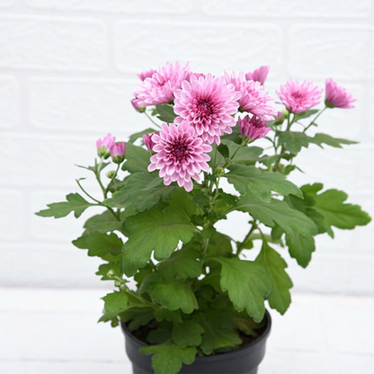 Shevanti Chrysanthemum (Wine Color) Plant