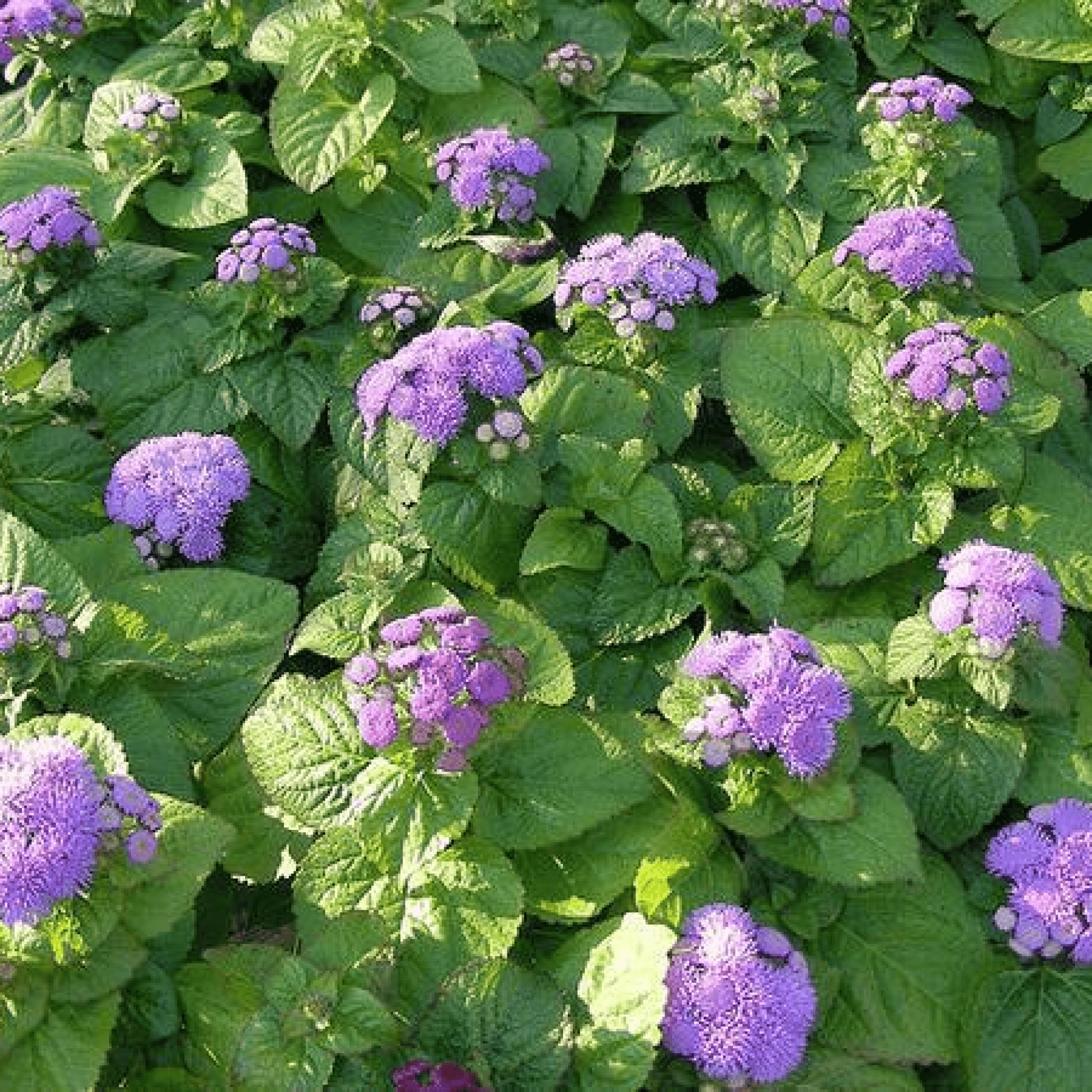 Ageratum Houstonianum Plant