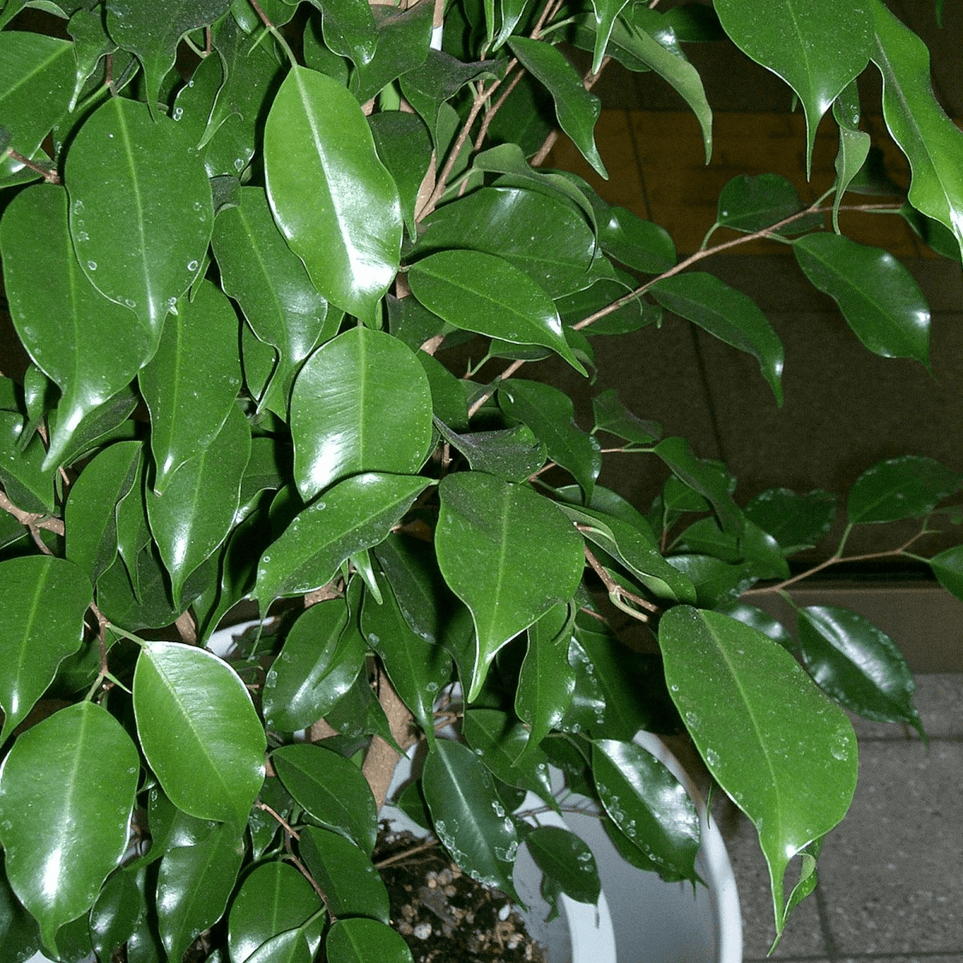 Ficus Benjamina Weeping Fig Plant