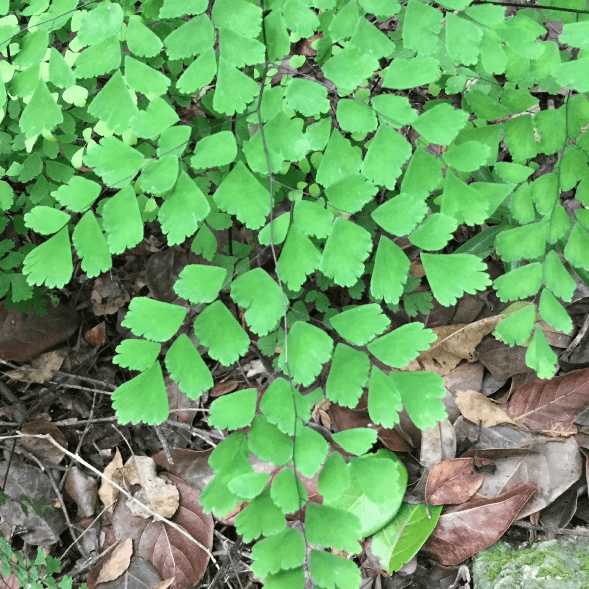 Adiantum Capillus Plant