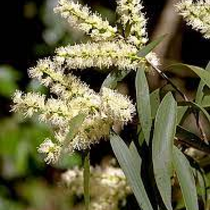 Melaleuca leucadendron Plant