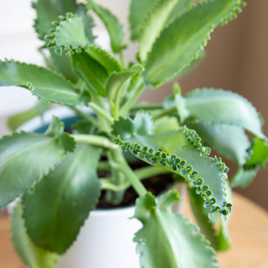 Kalanchoe daigremontiana Succulent Plant