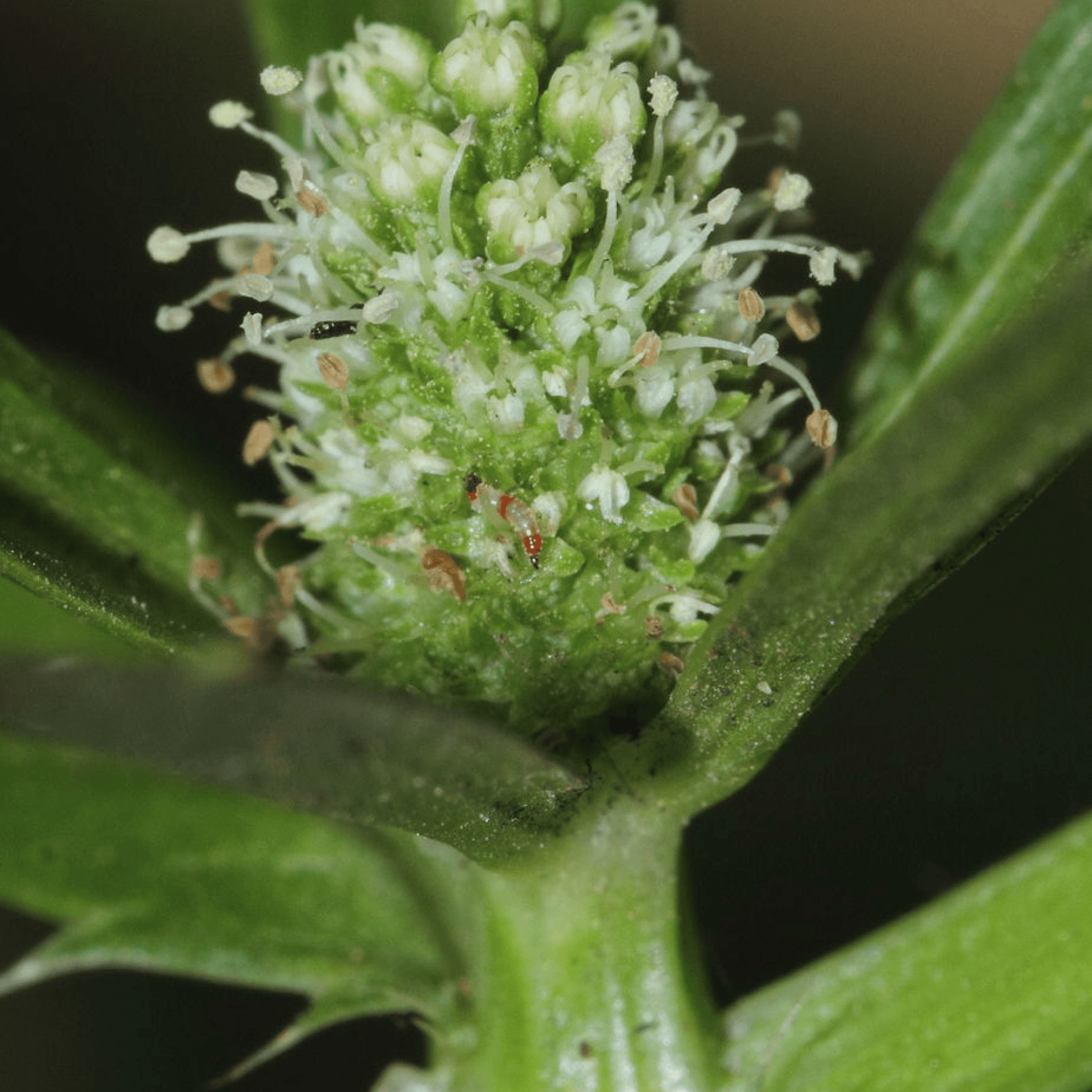 Eryngium foetidum Plant