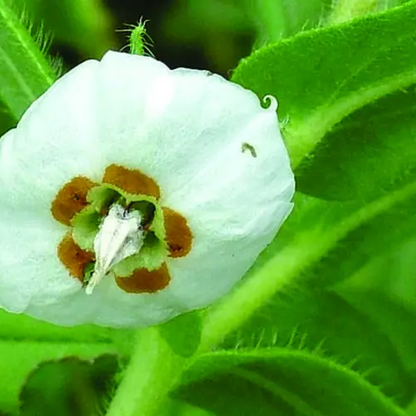 Trichodesma indicum Plant