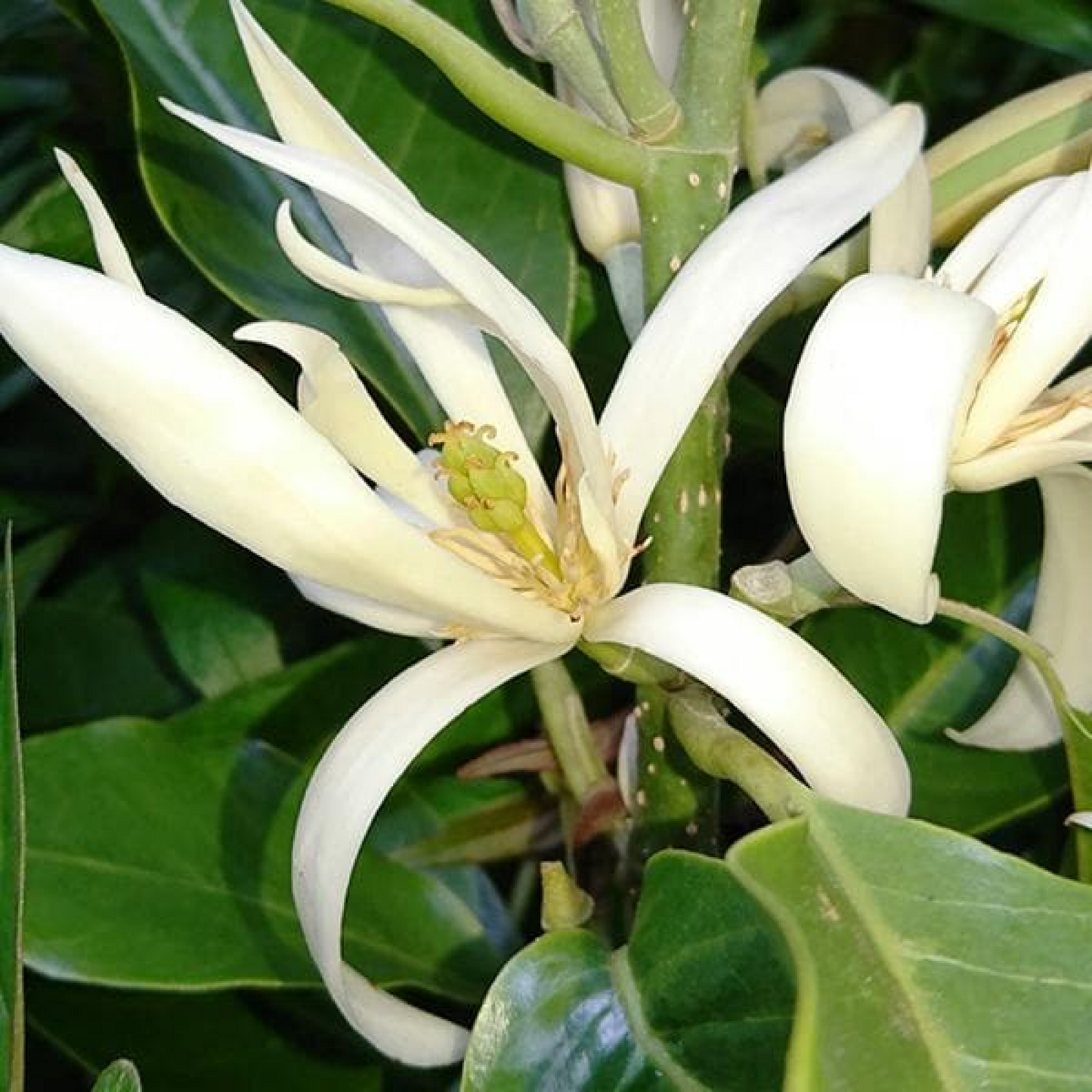 Michelia Champa Son (White) Plant