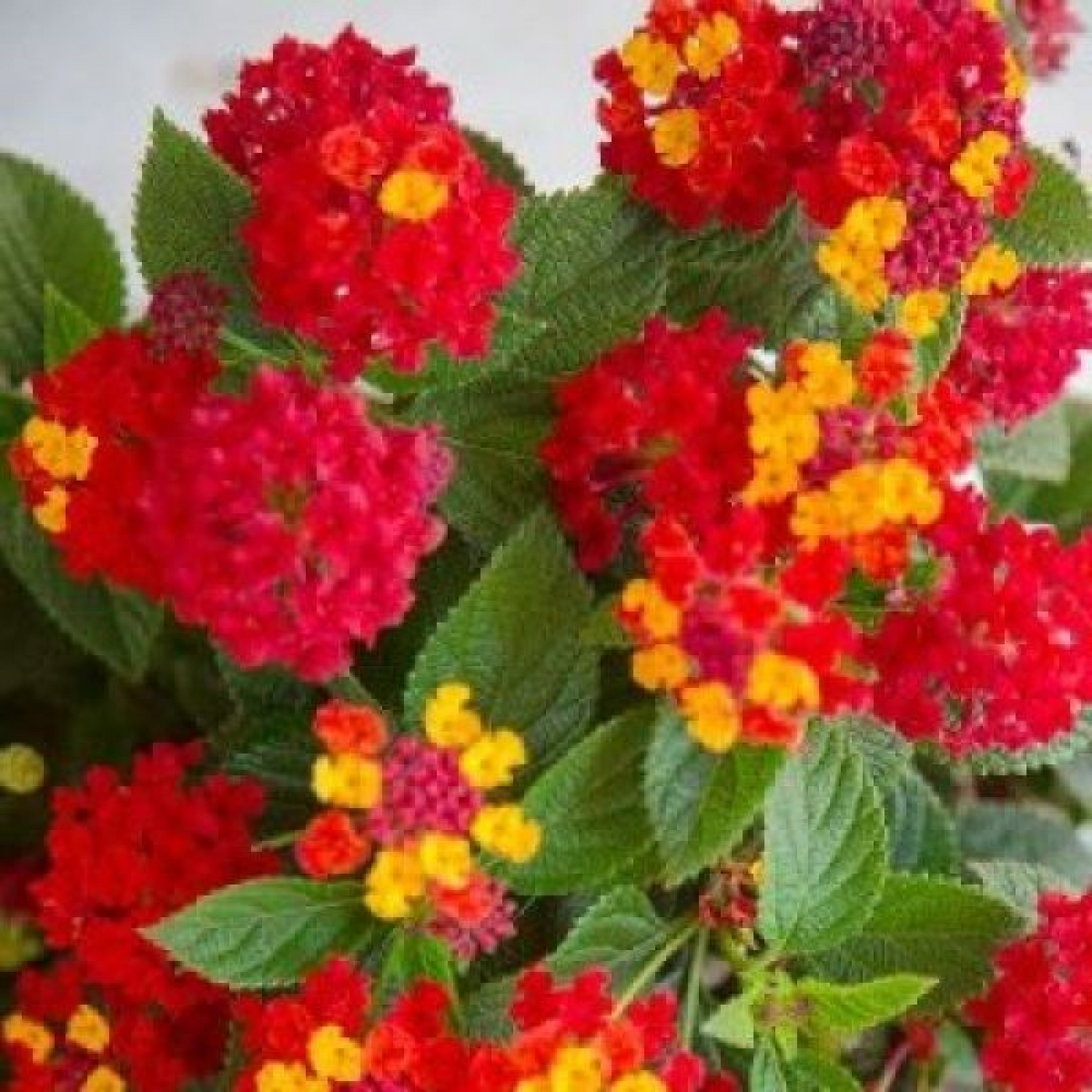 Lantana (Variegated Red Haldi Kumkum) Plant