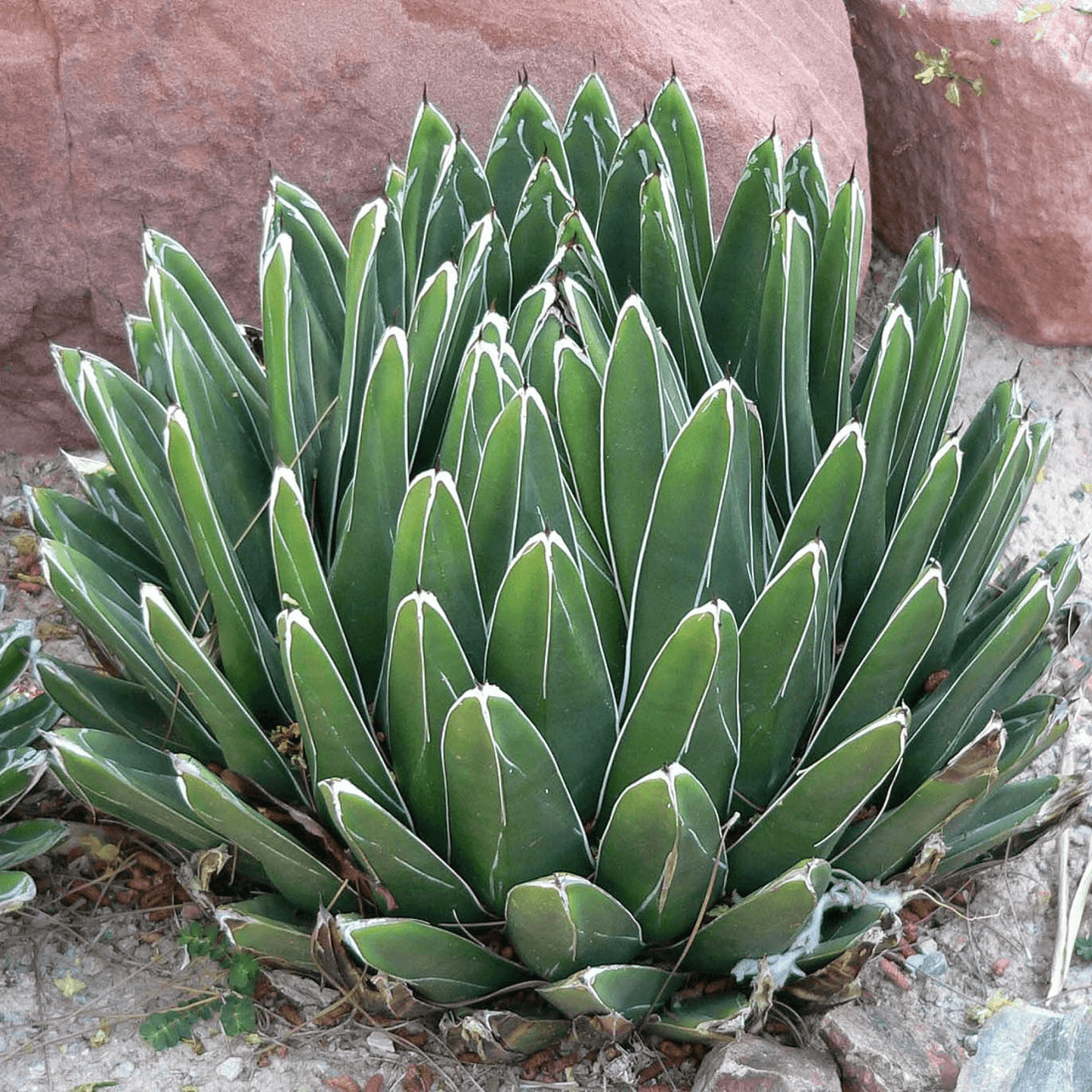 Agave Victoriae Succulent Plant