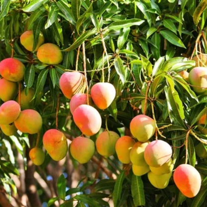 Tree of Maharashtra Mango Plant
