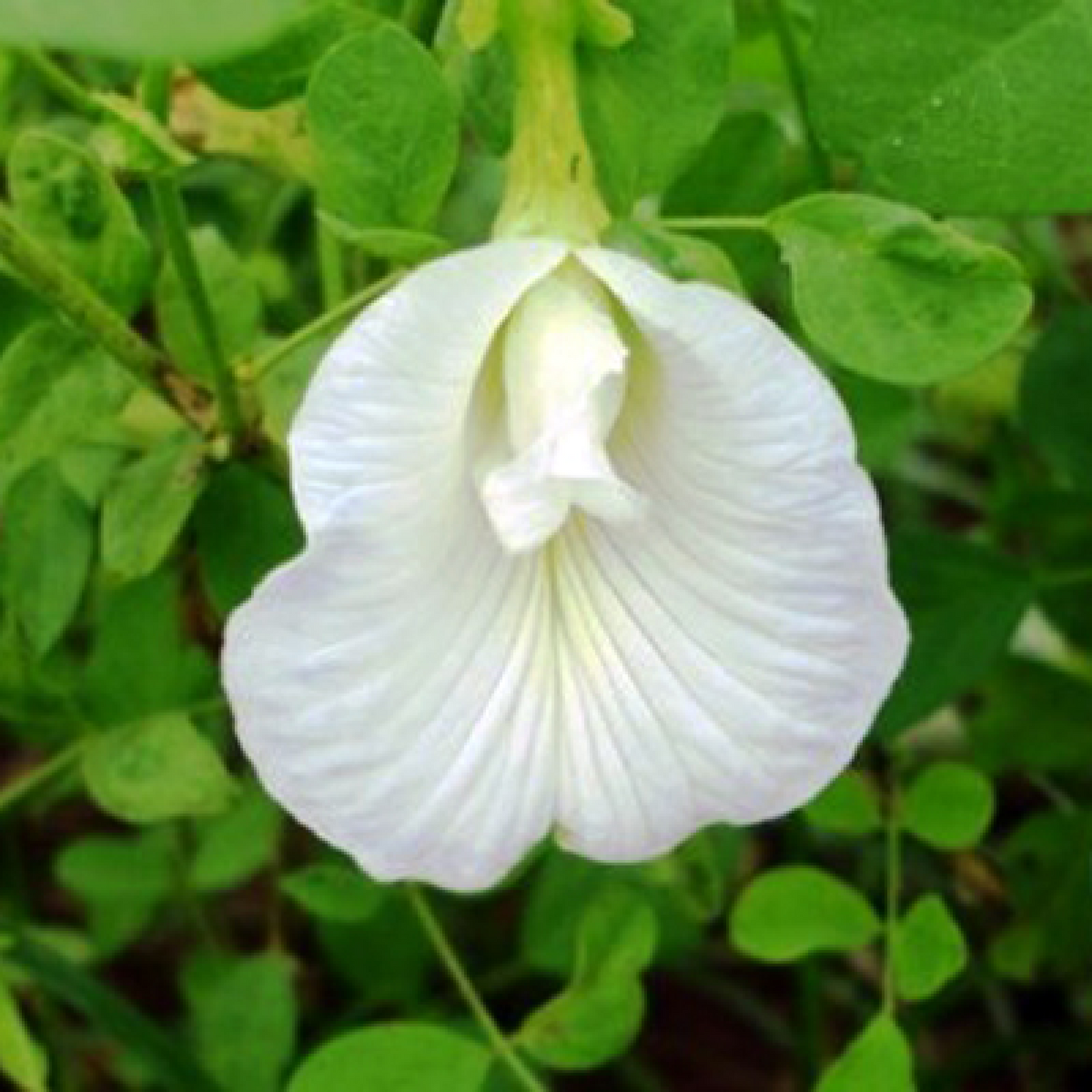 Clitoria Ternatea Gokarna (White) Plant