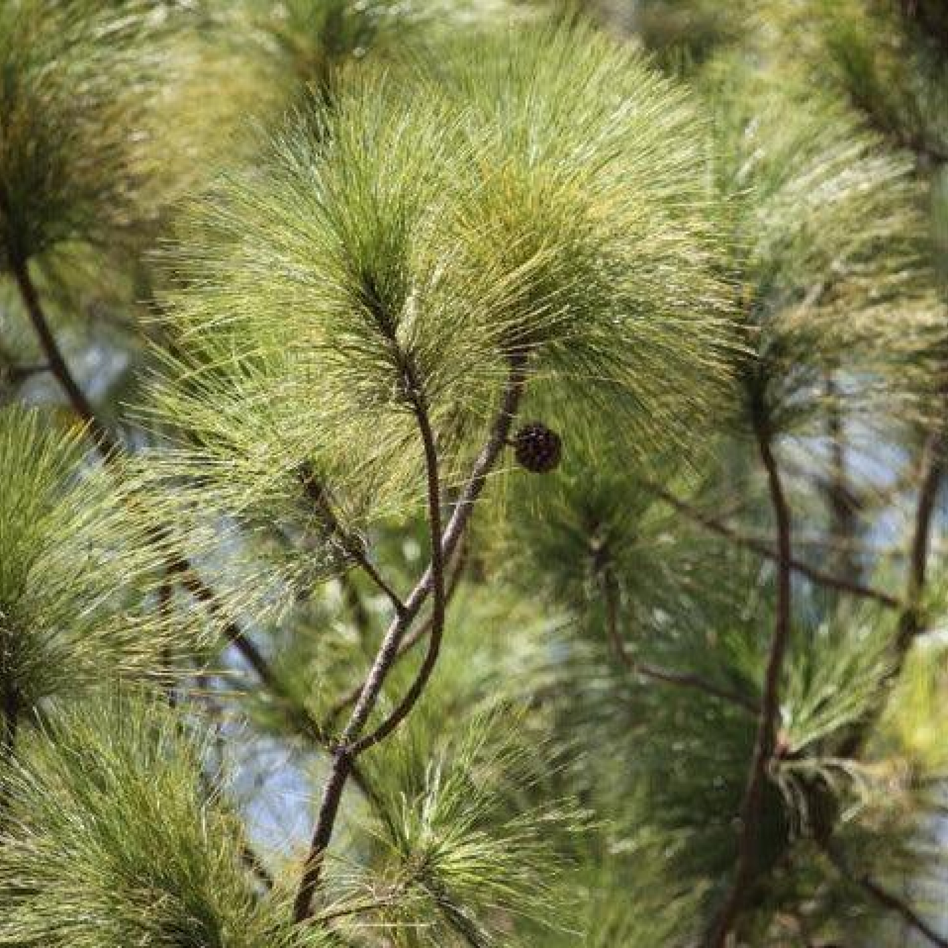 Pinus longifolia Plant
