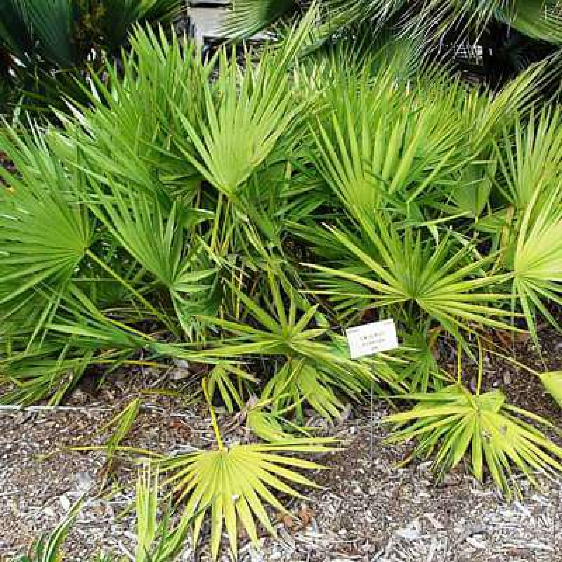 Serenoa repens green Plant