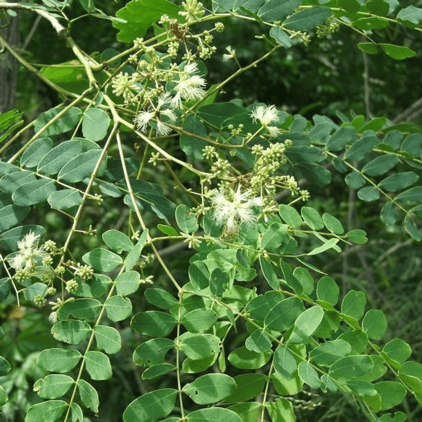 Albizia Procera, Siris Plant