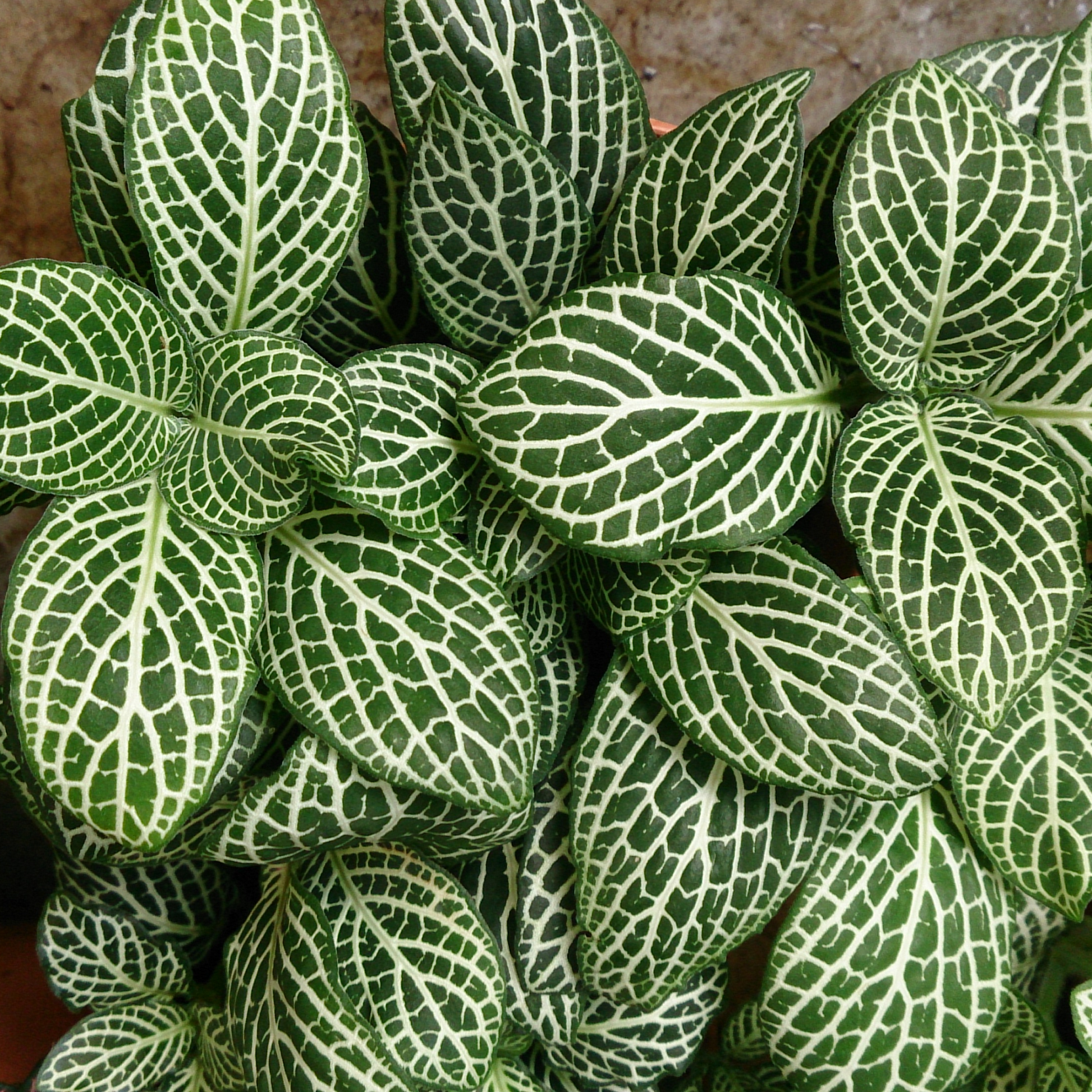 Fittonia Albivenis White Nerve Plant