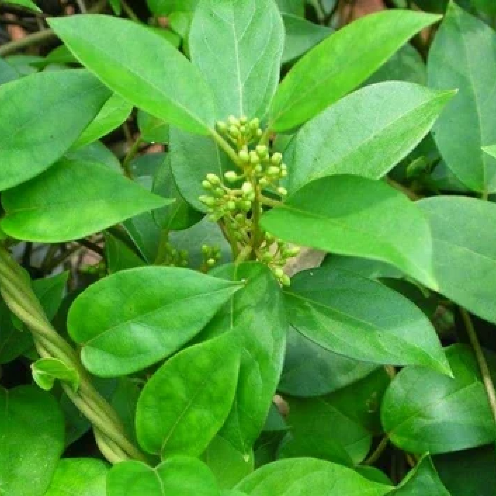 Gymnema Sylvestre Bedki Cha Pala Plant