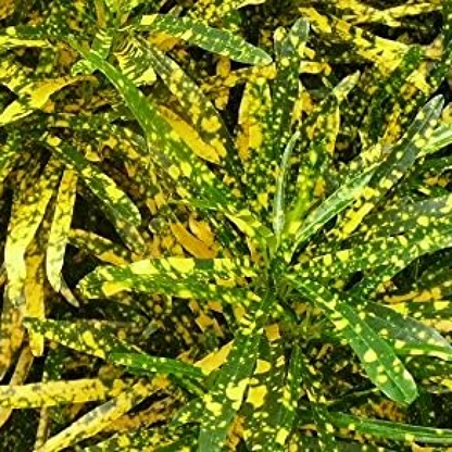 Croton Codiaeum (Gold Dust, Thin Leaves) Plant