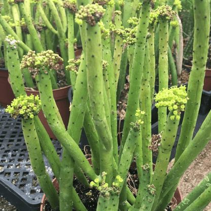 Euphorbia Alluaudii Succulent Plant