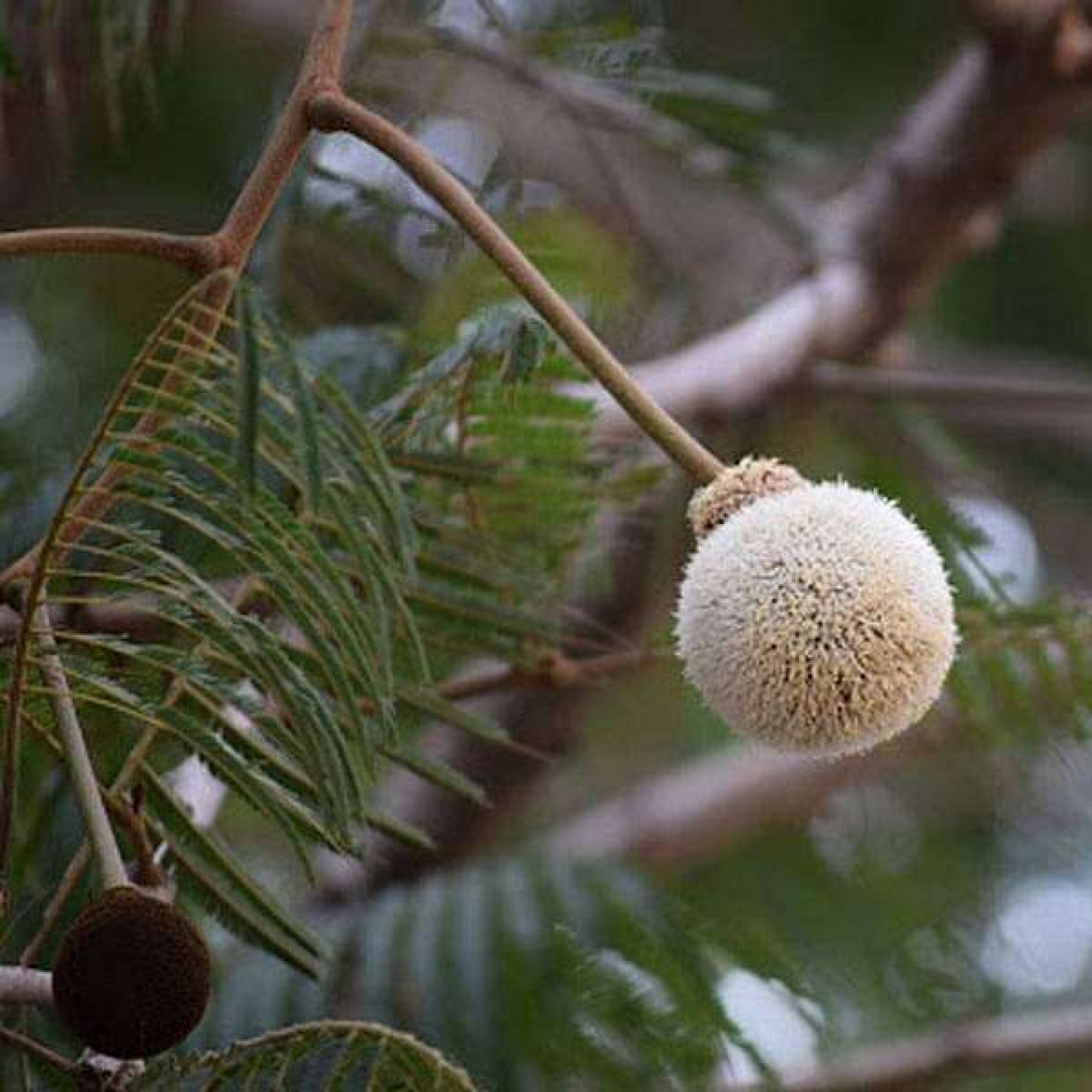 Parkia biglandulosa (Badminton Tree) Plant