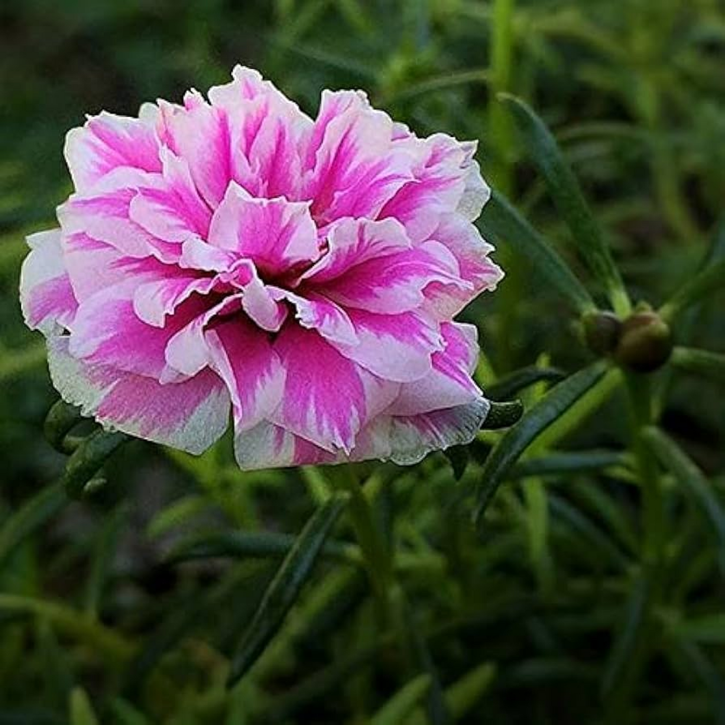 Portulaca 9 O Clock (Pink White) Plant