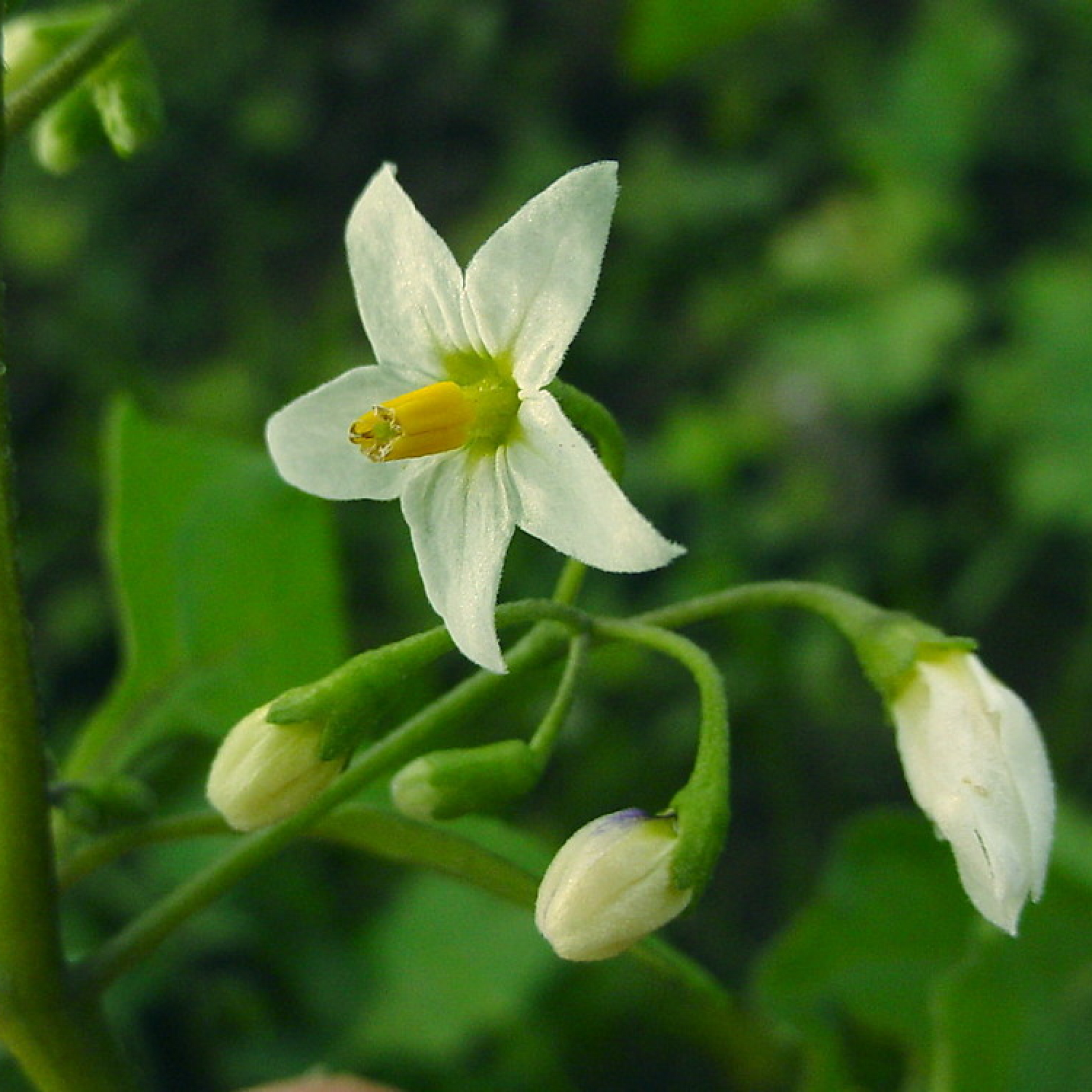 Solanum Nigrum Plant