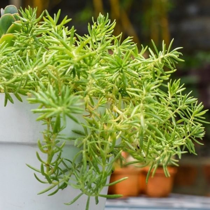 Sedum Angelina (Green) Succulent Plant