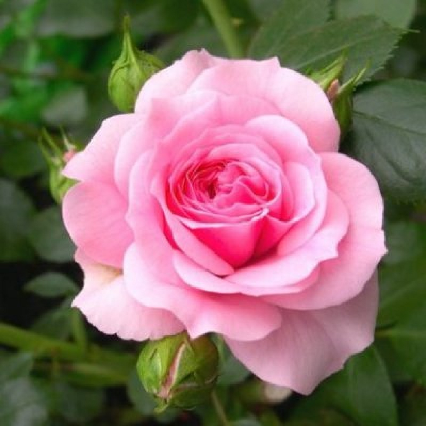 Rose (Pink) Plant 